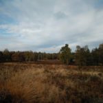 TIjdens de wandeling hebben wij veel fraaie stukken heide gezien. Dit was er één van.