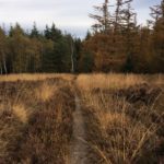 Dit paadje liep officieel nog niet in het bos, maar er wel mooi op af.