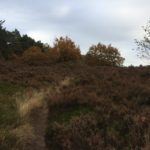 TIjdens de wandeling hebben wij veel fraaie stukken heide gezien. Dit was er één van.