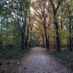 Een wat groter bospad omrand door fraaie bomen met de stille getuigen van de ingeslagen herfst.