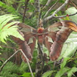 De hele grote Atlasvlinder was te zien in de vlindertuin. Wij hebben er twee gezien.