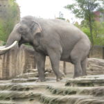 Deze Aziatische olifant was heel vrolijk, maar dat kwam waarschijnlijk omdat hij net gevoederd werd.