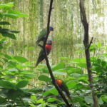 Deze felgekleurde Ara's vlogen in hele groepen tegelijk door de Jungola. Je kon ze zelfs voederen.