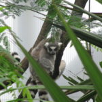 Deze Ringstaartmaki was erg alert.