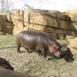 De Nijlpaarden hadden een erg fraai verblijf, met zelfs een plas water waar je als bezoeker ook nog onder water kon kijken.