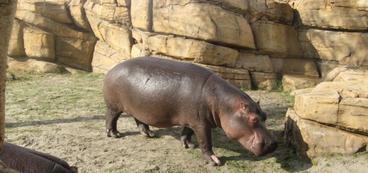 De Nijlpaarden hadden een erg fraai verblijf, met zelfs een plas water waar je als bezoeker ook nog onder water kon kijken.