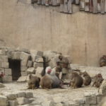 De Mantelbavianen waren met veel en hadden een erg grote ruimte tot hun beschikking.