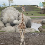 Deze Giraffe was aan het studeren voor fotomodel. Minuten lang stil staan in dezelfde houding zodat de mensen hun foto konden maken.