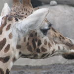 Zo ziet een Giraffe er uit in Close-Up.