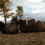 Deze Kamelen lagen zeer tevreden uit te rusten.