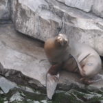 Deze Zeeleeuw was zich zeer relaxt aan het krabben.