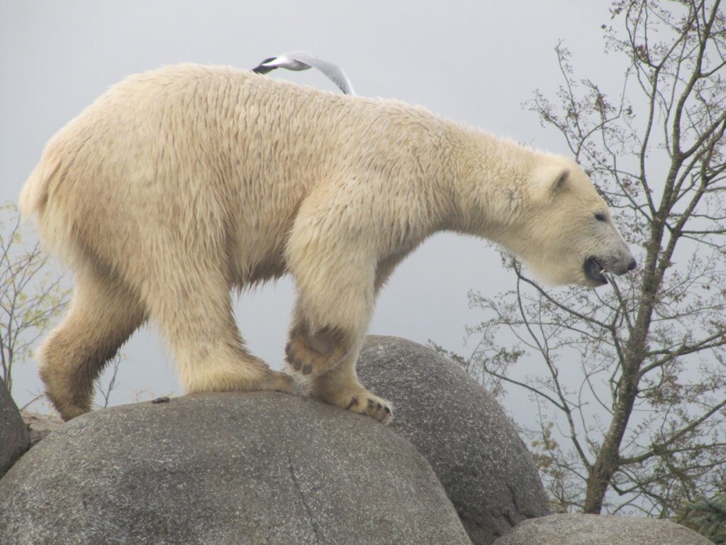 Deze IJsbeer was zeer alert en stond hoog en droog op een (nep)rots.