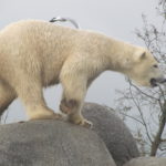 Deze IJsbeer was zeer alert en stond hoog en droog op een (nep)rots.