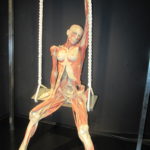 In Body Worlds zie je aantal van dit soort preparaten. Overleden mensen ontdaan van hun vel en in een bepaalde positie gezet, zodat je alle spieren goed kan zien.