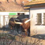 Aan het begin van de rondwandeling door Artis zagen wij deze runderen.