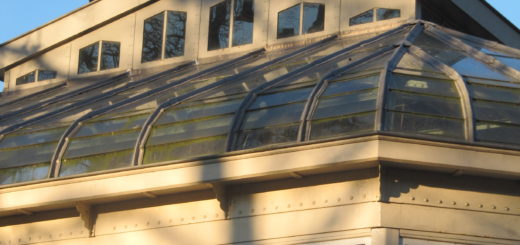 Ooievaars op een mooie gebouw in Artis.