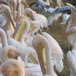 Roze Pelikanen hebben het in onze winter best wel koud, want ze gaan erg dicht bij elkaar zitten.