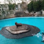 Van de zeeleeuwen was er eentje lekker aan het donderjagen met de waterstraal en de ander lag lekker te poseren.