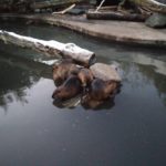 Een fiks aantal beverratjes bij elkaar, vanwege de kou denk ik?