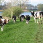Deze koeien stonden op de dijk langs het Zwarte Water en waren erg nieuwsgierig.