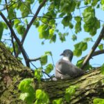 Tijdens onze rustpauze zagen wij deze duif in de boom tegenover ons.
