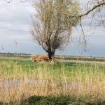 Bij Nederland werd heel veel gedaan aan rietoogst.