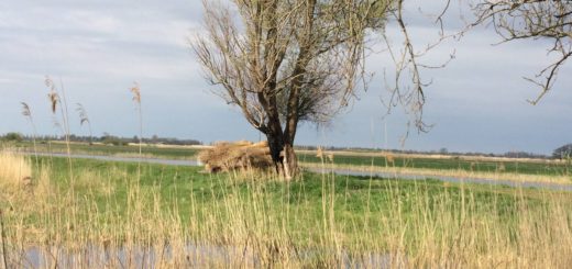 Bij Nederland werd heel veel gedaan aan rietoogst.