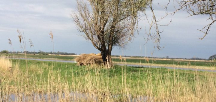 Bij Nederland werd heel veel gedaan aan rietoogst.