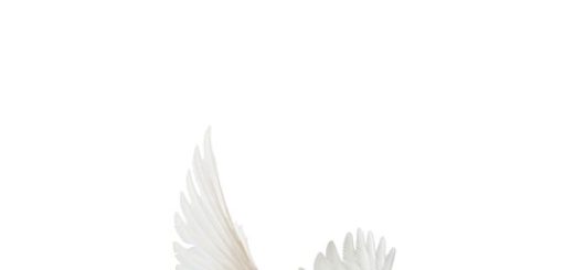 Boek : Meir Shalev - Een duif en een jongen