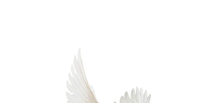 Boek : Meir Shalev - Een duif en een jongen