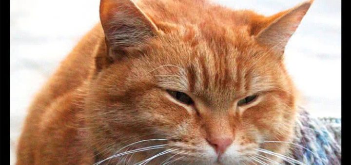 James Bowen - De Wereld volgens Bob