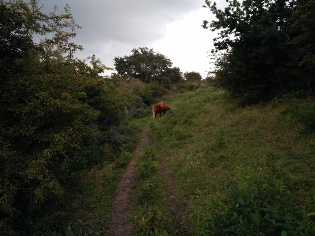 Schotse Hooglanders waren in het gebied aan het grazen. Deze zelfs op het pad.
