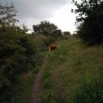 Schotse Hooglanders waren in het gebied aan het grazen. Deze zelfs op het pad.