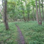 Ook dit is nog een mooi stuk bos waar de wandeling door heen ging.