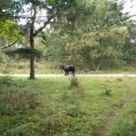 Deze twee pony's (kijk maar goed naar de tweede snuit onder de eerste) stonden lekker op het fietspad.