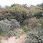 Hier kwamen wij het bos uit en gingen wij de duinen in.