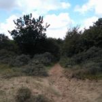 Hier gingen wij de duinen in, ook al lijkt het niet zo.