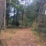 De wandeling ging door hele mooie bossen. De herfst is al begonnen.