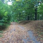 De wandeling ging door hele mooie bossen. De herfst is al begonnen.