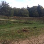 De wandeling kwam ook nog langs dit fraaie stukje Heide.