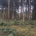 Ook langs dit stukje dicht bos kwamen wij.