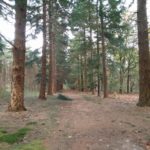 Hoe mooi bos kan zijn, bewijst deze foto wel.