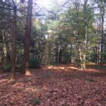 Hoe mooi bos kan zijn ...