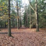 Hoe mooi bos kan zijn ...