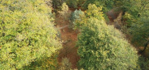 Vanaf uitzichttoren De Kaap had je dit hele fraaie uitzicht op het bos beneden.