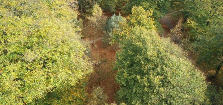 Vanaf uitzichttoren De Kaap had je dit hele fraaie uitzicht op het bos beneden.