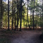 Mooie lichtval in het bos.