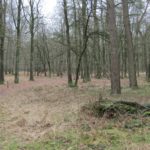 Een mooie stukje bos.