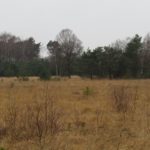 Een mooi stukje bos achter het stukje heide.
