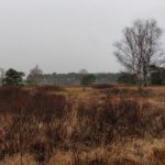Dit was echt een heel fraai stukje heide.